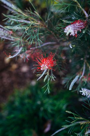 Dark red spiky flowers on dought tolerant shrub