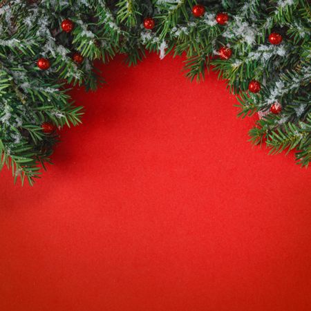 Snowy Christmas tree branches on red background