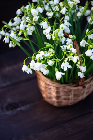 Basket full of delicate snowdrops