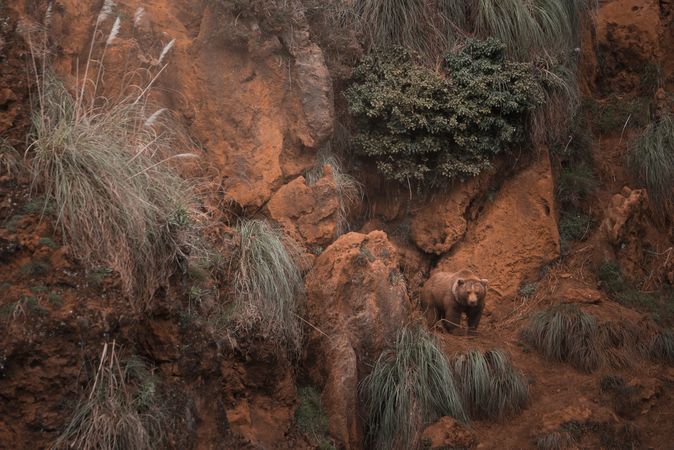 Brown bear walking in rocky terrain