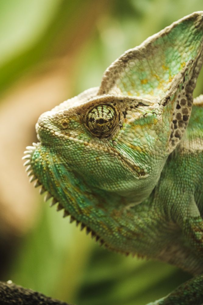 Closeup of green chameleon