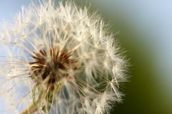 Dandelion Macro Shot