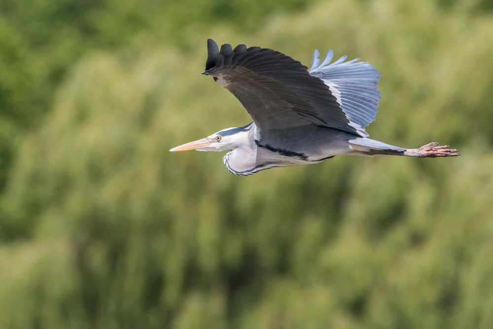 Great blue Heron flying over a lake with a green trees in the background
