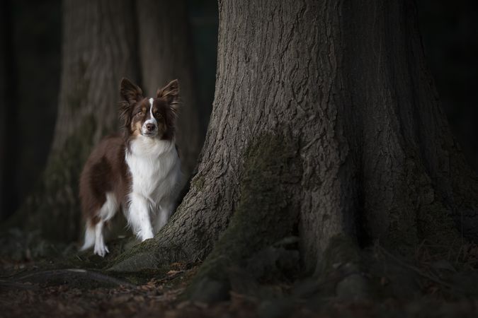 Cute miniture american shepherd dog between large trees in a dark forest