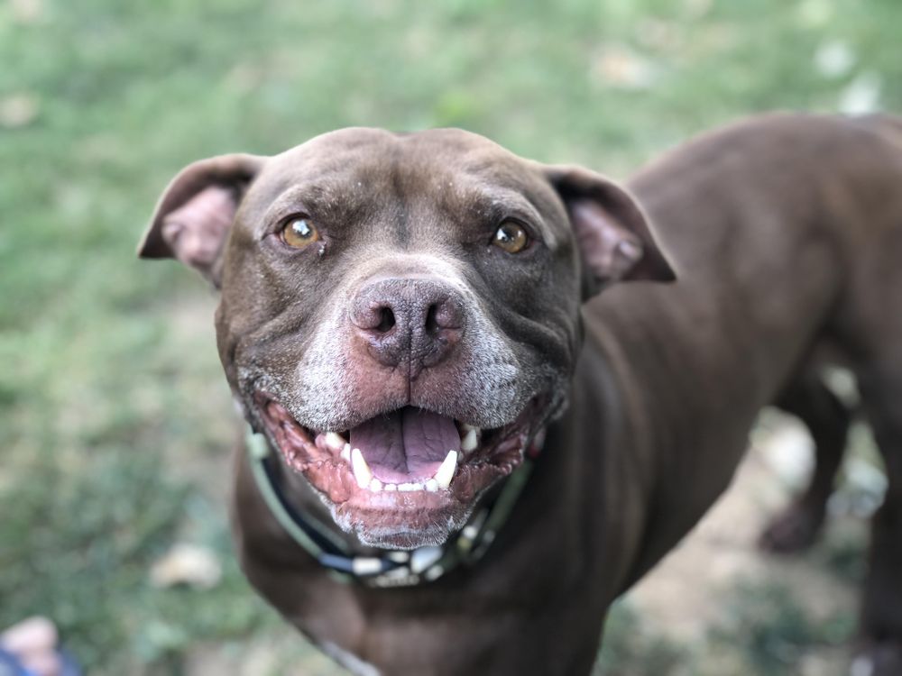 Brown Pitbull terrier outdoor