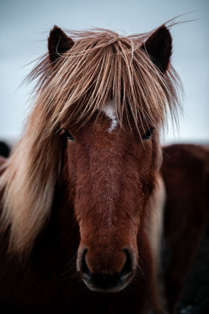 Horses in the mountains in Iceland