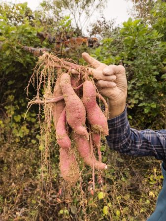 Crops grown by a farmer in his garden