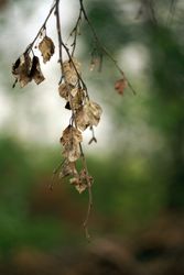 Dry leaves on tree branch