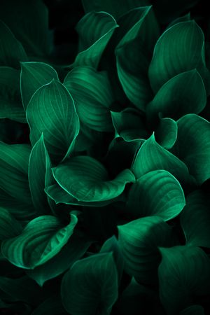 Full framer close up of dark green leaves