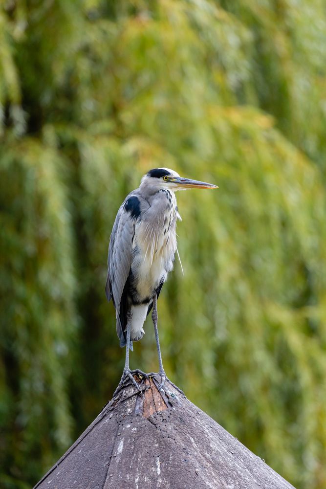 Grey heron perched on rock