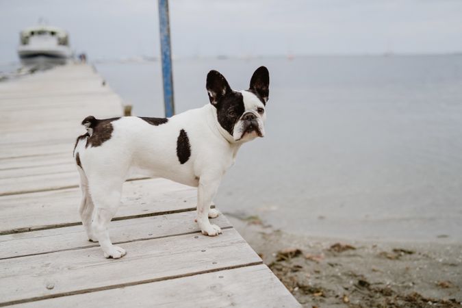 Cute dog on pier near sea