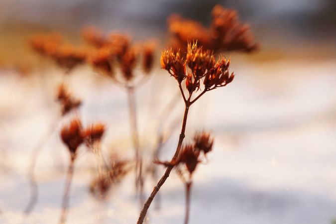 Orange flowers on meadow in winter