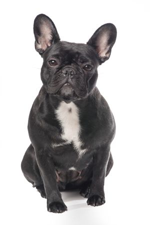 Cute French bulldog sitting