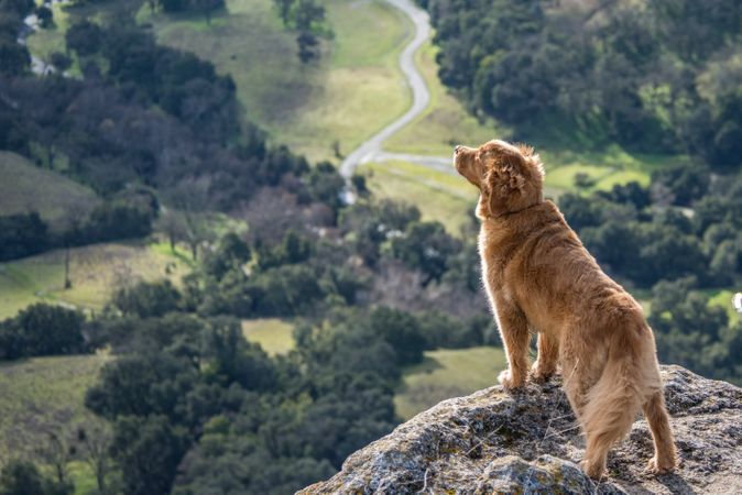 Brown dog on gray rock near green landscape