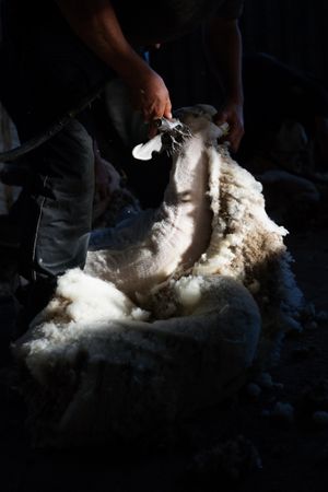 Crop man shearing sheep in barn