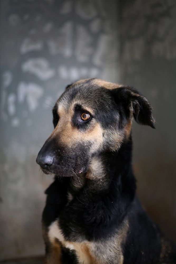 Huntaway dog breed