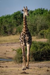 5 letter word for giraffe relative