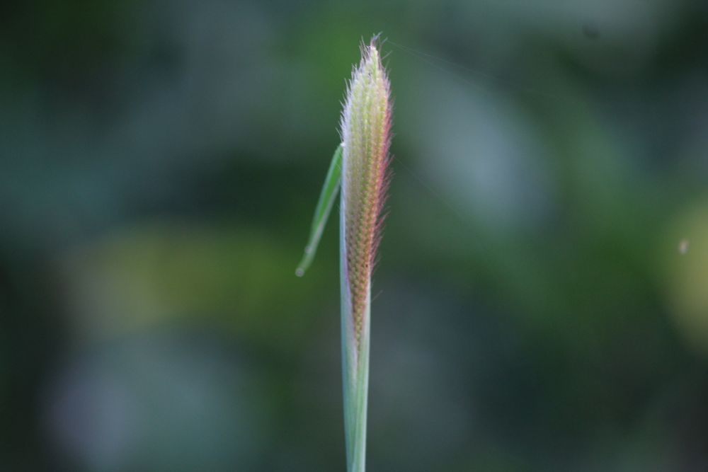 Grass