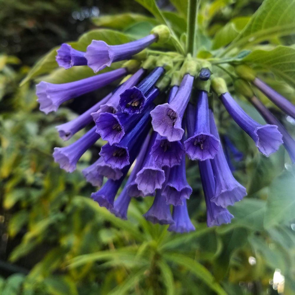 Purple lochroma blossoms against greenery