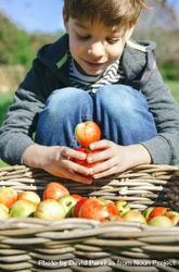 Smiling boy playing with apples over a wicker basket 4d8PAL