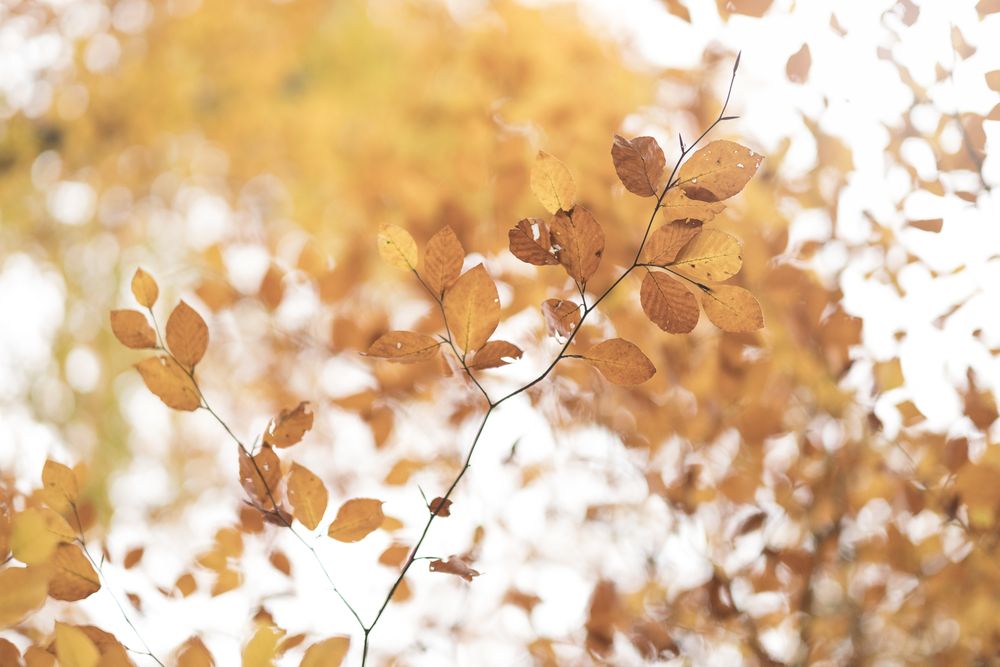 Autumnal leaves in sunlight