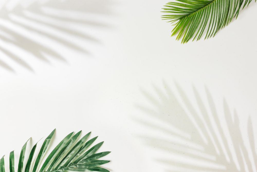 Palm leaves and shadows in corner on light background