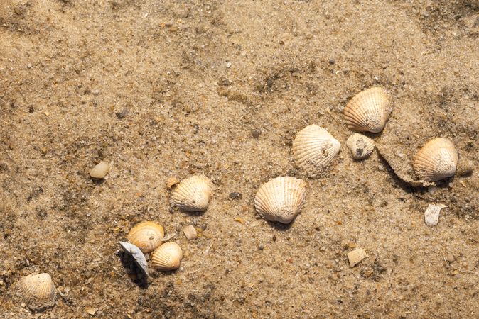 Closeup of yellow sand and seashells