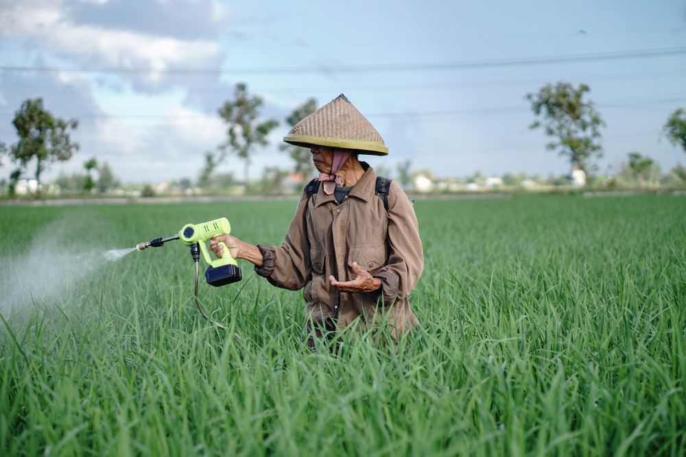 Front view of Asian farmer spraying rice green field