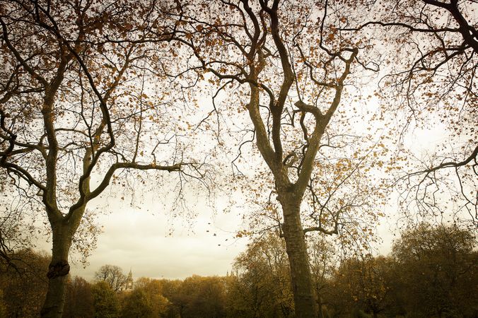 Park with trees with yellow leaves