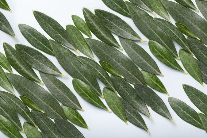 Texture formed by several olive leaves of different sizes