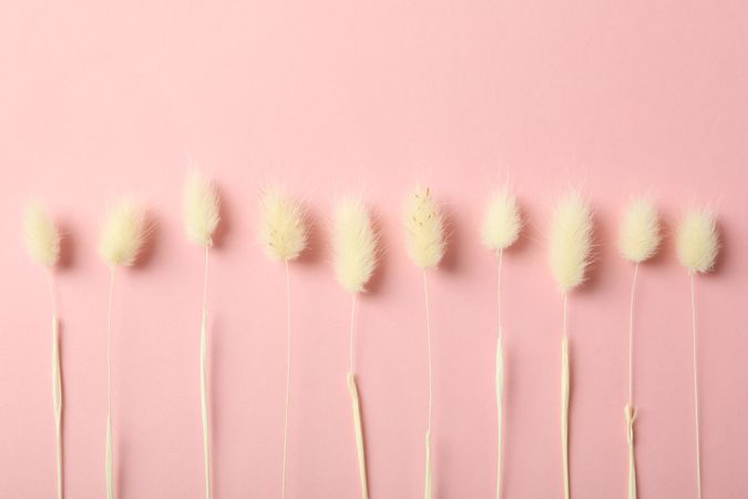 Line of dried bunny tail on pink background