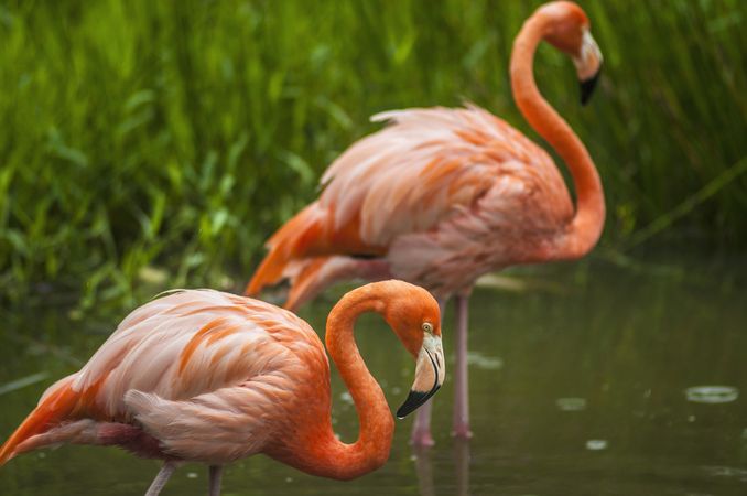 Flamingos in pond in nature