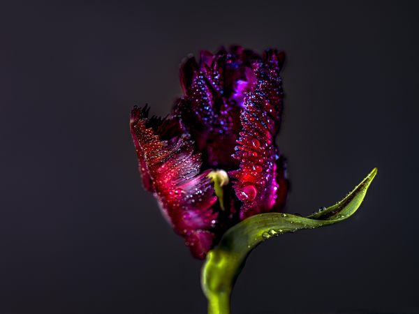 Dark purple tulip with dew