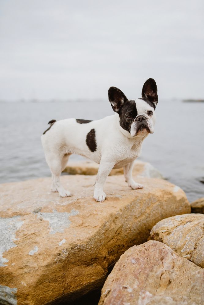 Small dog standing on rocks near sea