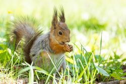 Brown squirrel on tall green grass
