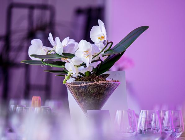 Orchid on a lilac background. Decorative flower