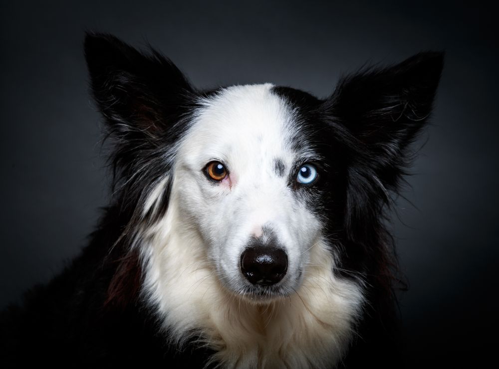 Funny dog with different eyes