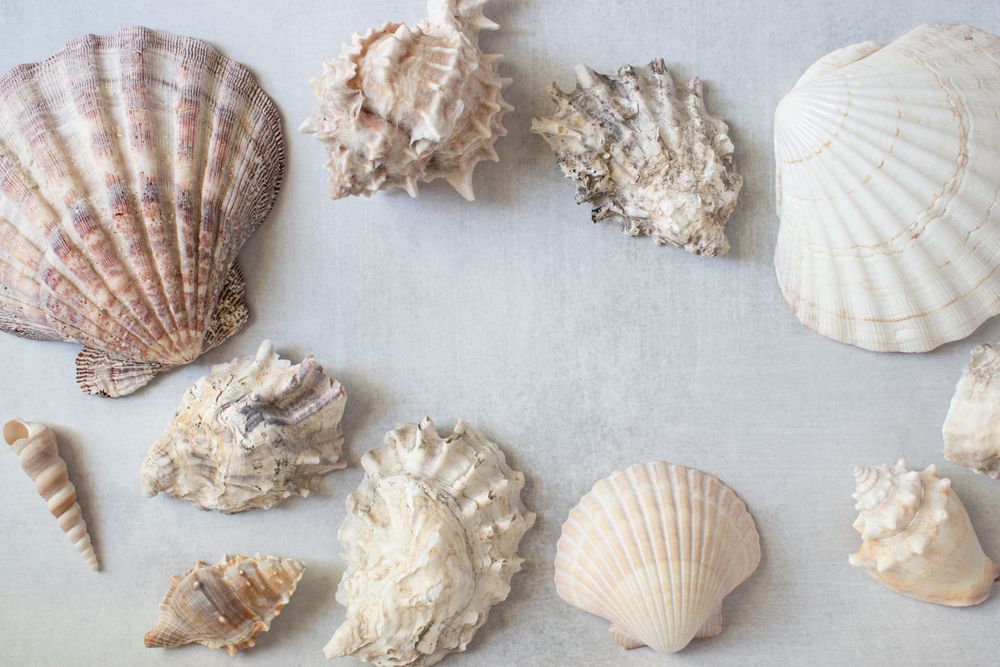 Seashells in a frame arrangement. Copy space. Flatlay