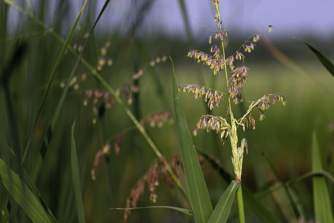 Wild rice growing in a field