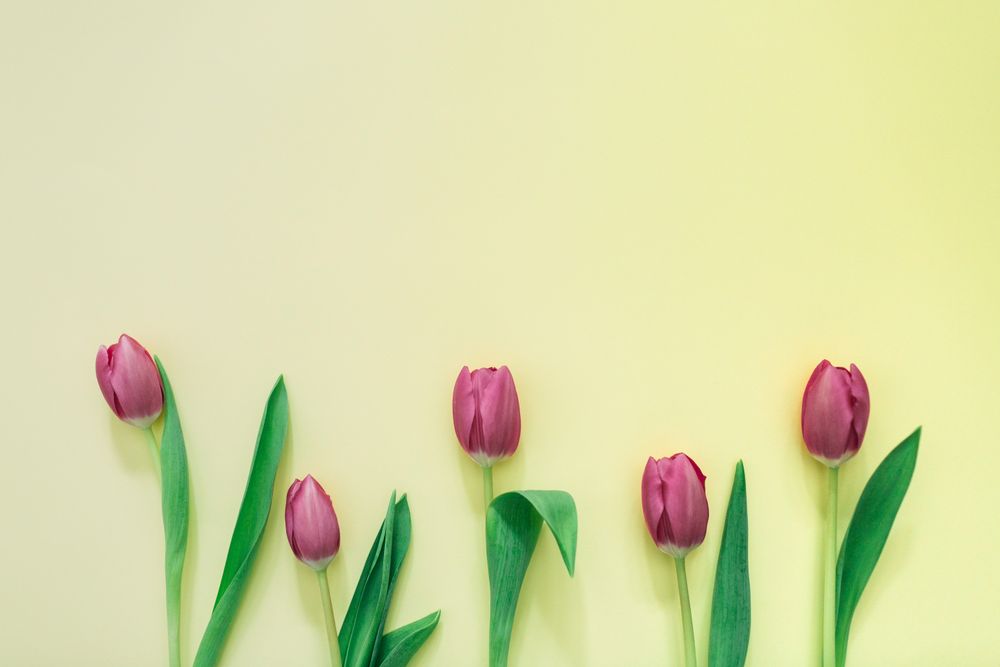 Pink tulips on clear background