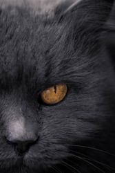 Russian blue cat with yellow eyes