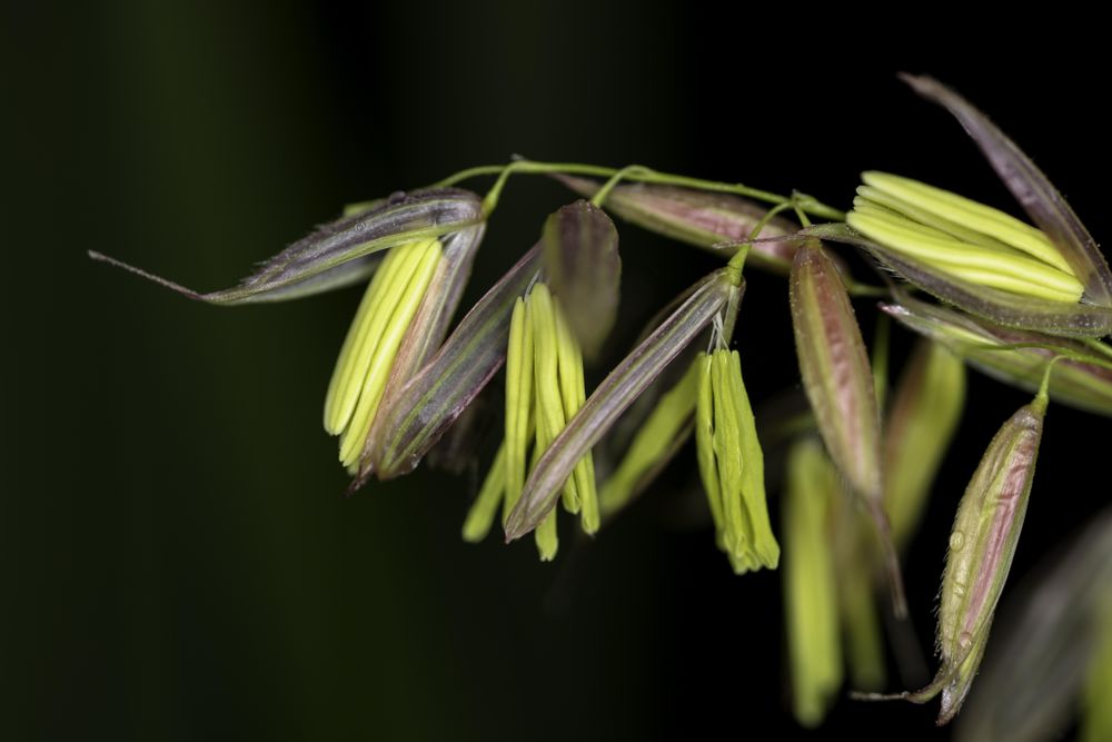 Wild rice staminate spikelets on Big Sandy Lake in McGregor, Minnesota