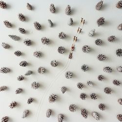 Snowy winter forest aerial made of pinecones, with sled and reindeer