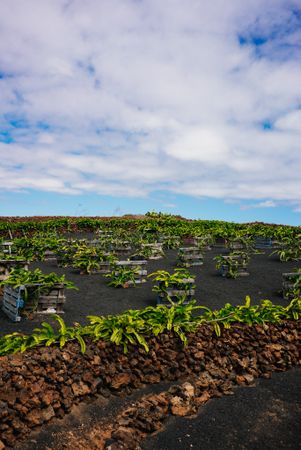 Boxes of plants being harvested in Lanzarote