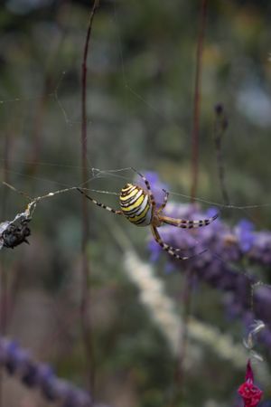 Yellow striped spider weaving web