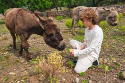 Cute boy feeding donkey with apple in zoo