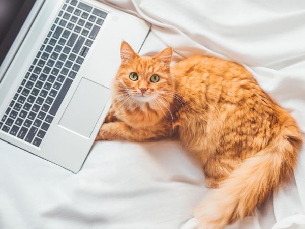 Top view on cute ginger cat lying in bed with laptop