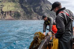 Two fishermen collecting lobster fishing nets