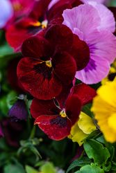 Colorful spring flowers