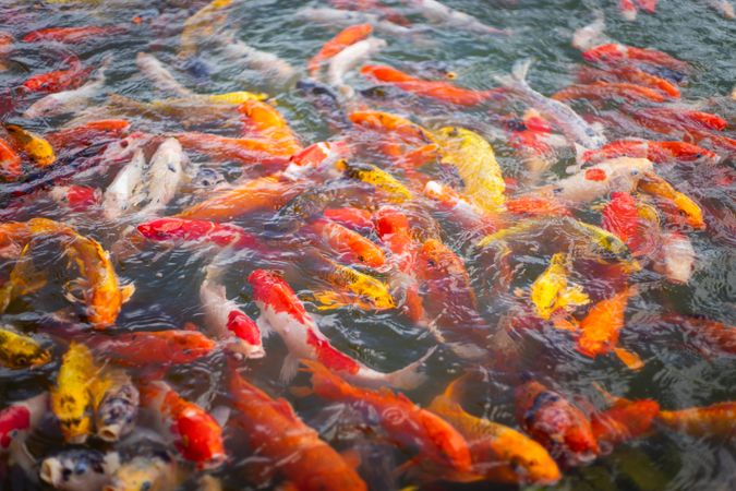 Koi carf fish in lake